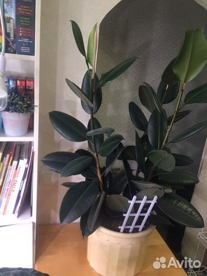 Фикус Абиджан. 3 больших растения