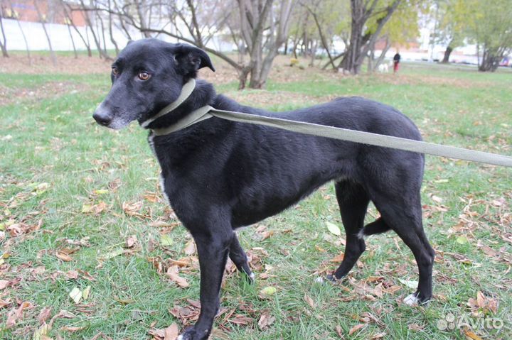 У Багиры нет ничего кроме клетки