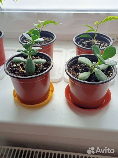 Фикус бенджамина и денежное дерево