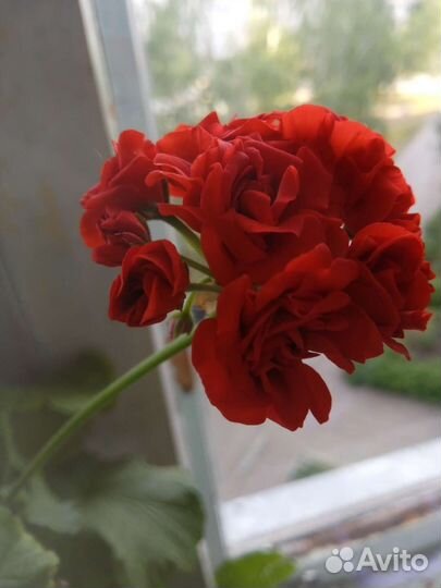 Пеларгония герань