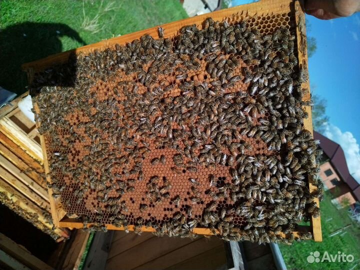 Пчеламатки