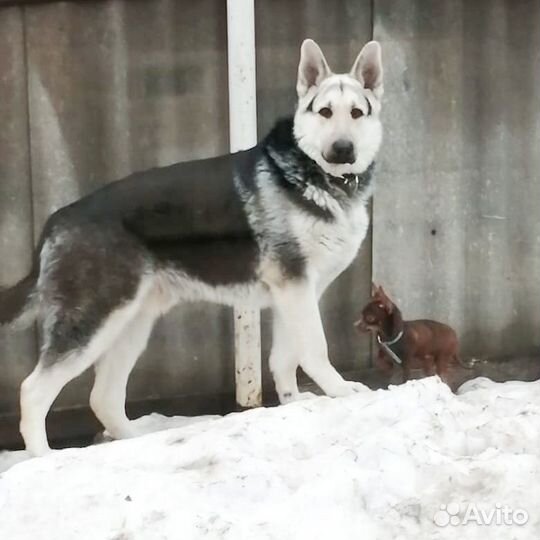 Щенки вео