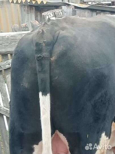 Корова и бык