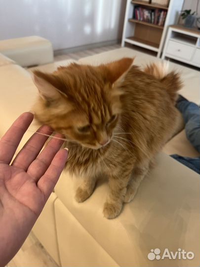 Рыжая кошечка