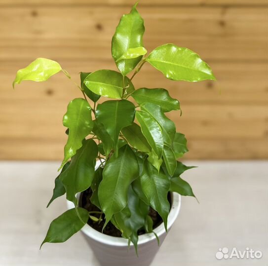 Фикус бенджамина