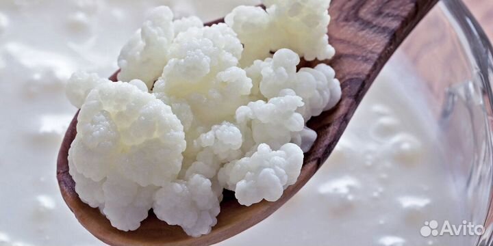 Тибетский молочный гриб (кефирный)