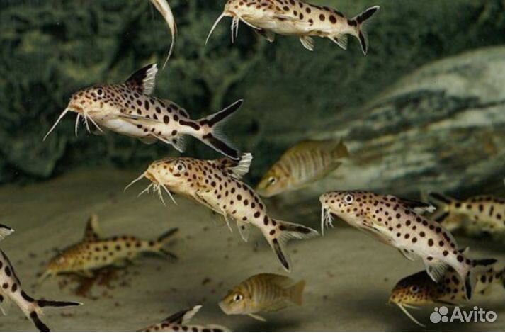 Синодонтис (сом перевертыш)