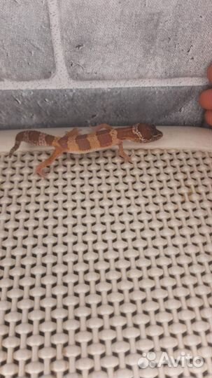 Эублефар малыш самец