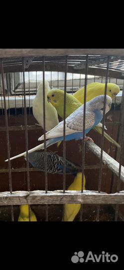 Волнистый попугай