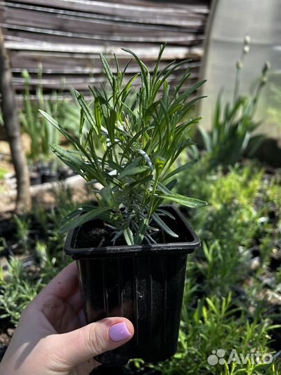 Лаванда саженец зкс