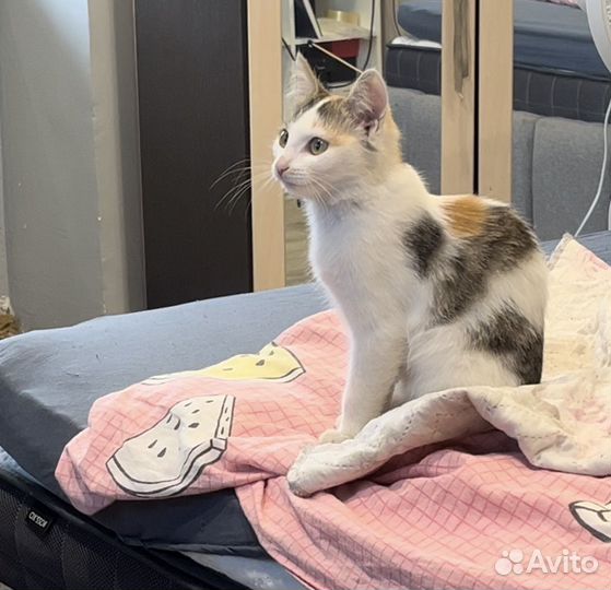 Котенок в добрые руки