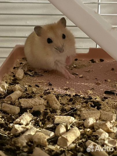 Джунгарский хомяк бесплатно