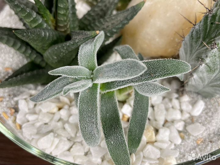 Флорариум из кактусов