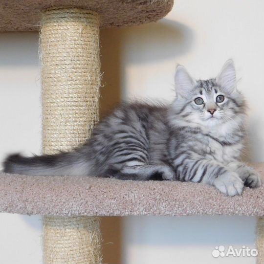 Котята норвежская лесная