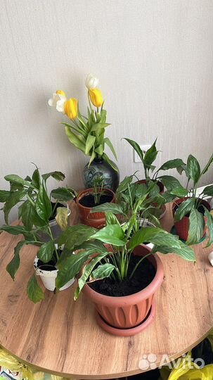 Спатифиллум