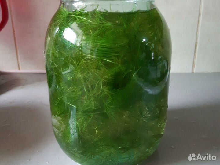 Аквариумные растения