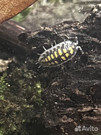 Мокрички Porcellio haasi “High Yellow