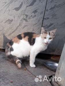 Красивый котёнок, девочка 4месяца