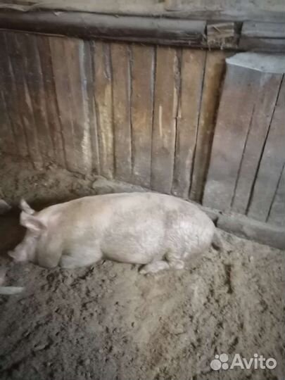 Поросята свиноматки