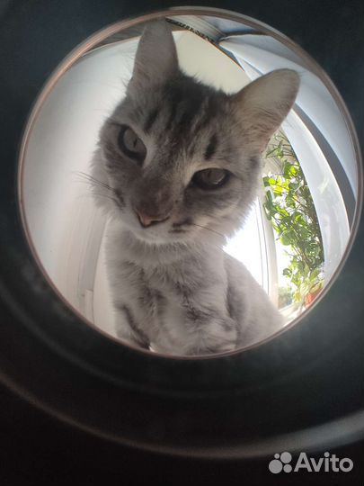 Кот в добрые руки