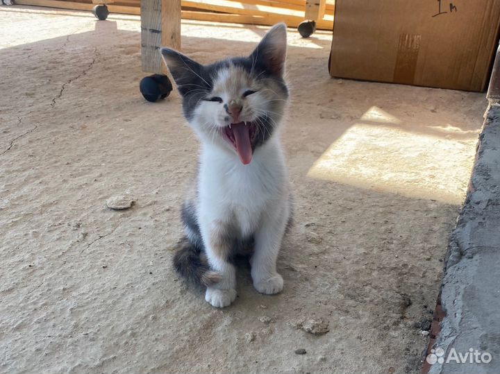 Котенок девочка в добрые руки бесплатно