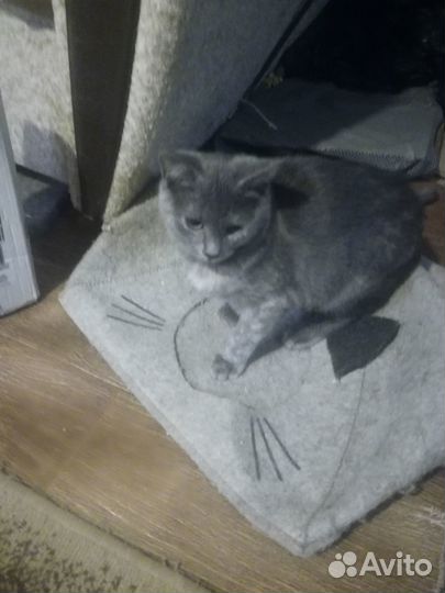 Кошечка в добрые руки