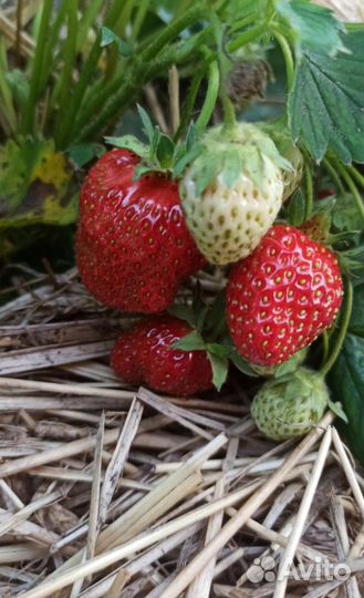 Рассада клубники и земляники