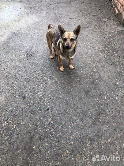 Мелкая собачка Даша