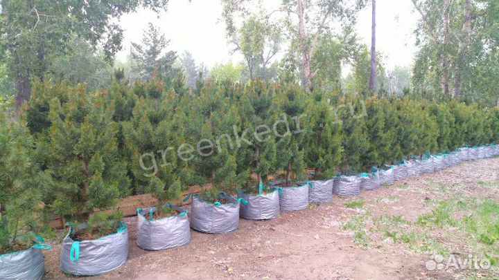 Саженцы Кедр Сибирский 130-170см Премиум класс