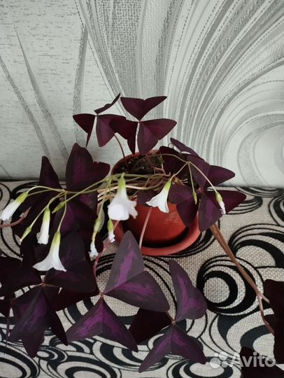 Кислица оксалис