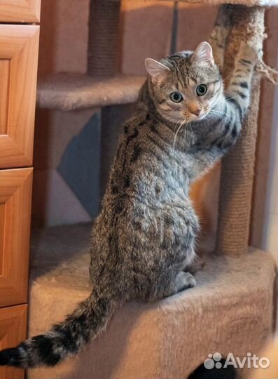 Молодой котик ищет дом