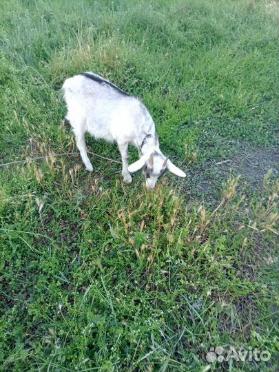 Высокоудойная коза