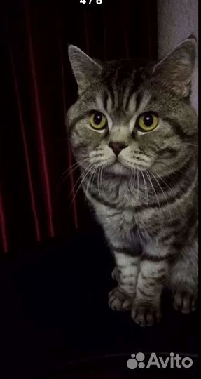 Британские котята