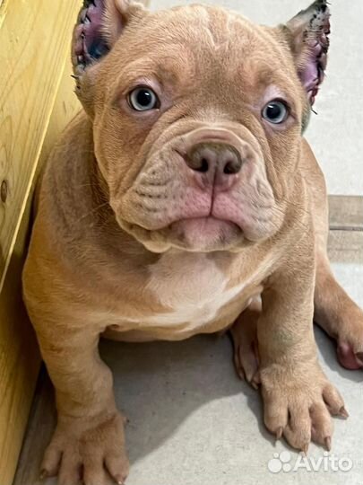 Американский булли покет мальчики