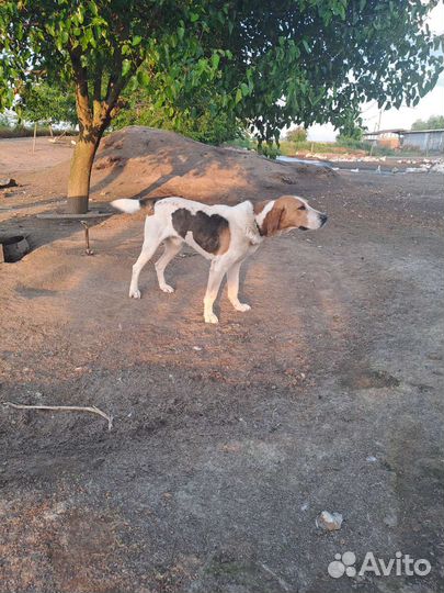 Русская пегая гончая в добрые руки