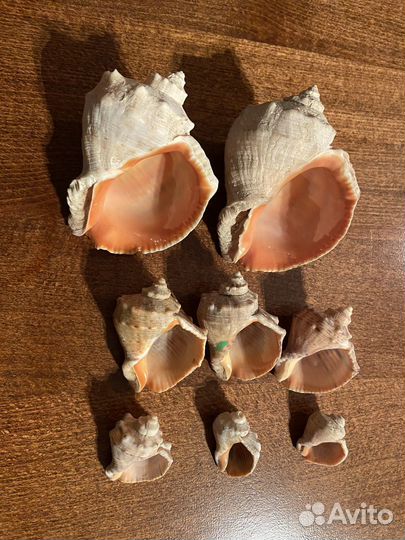 Морские ракушки