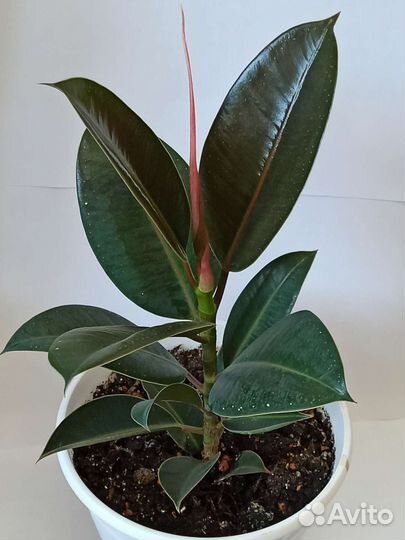 Фикус Мелани