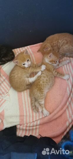 Котята малыши