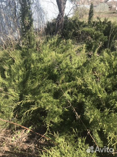 Можжевельник стланниковый