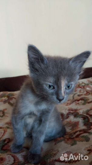 Кошка в дар бесплатно