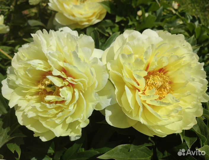 Пион Bartzella (Бартзелла)