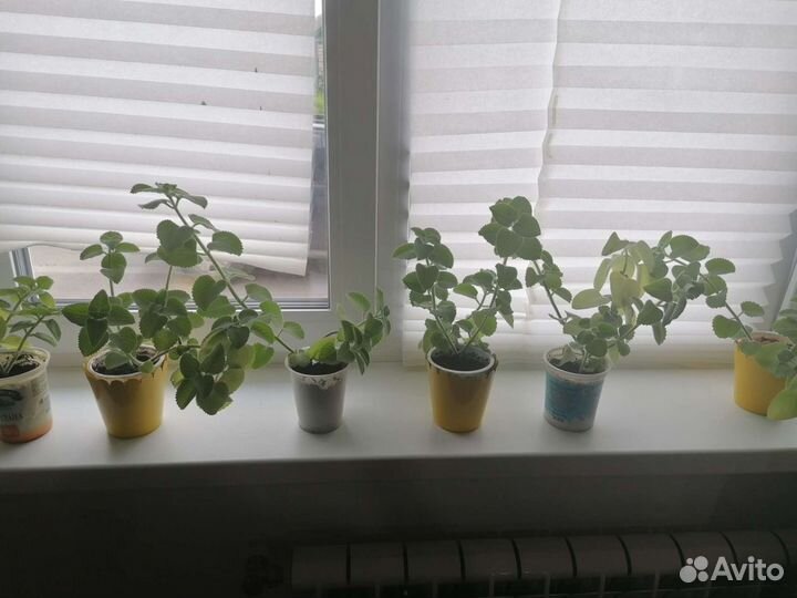 Сансевиерия, аихризон, домашняя мята