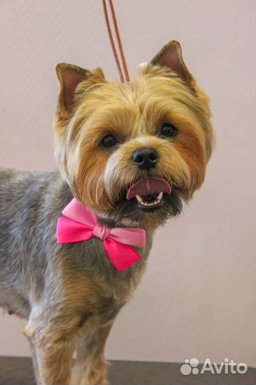 Йоркширский терьер девочка