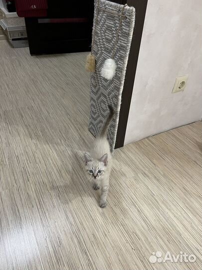 Котенок мальчик