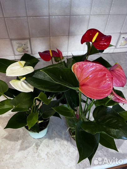 Комнатные цветы Антуриум