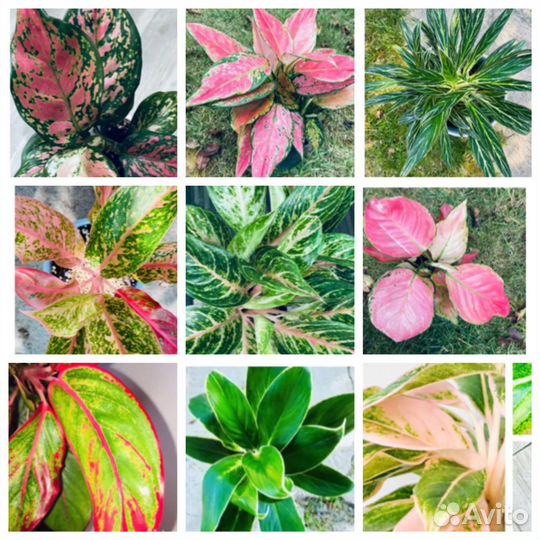 Аглаонемы сортовые, часть 1