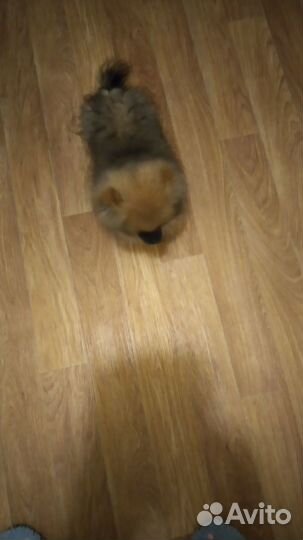 Померанский шпиц