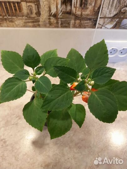 Бальзамин коралловый махровый