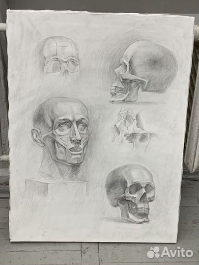 Академический рисунок головы