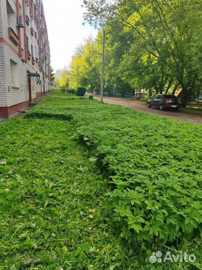 Покос травы